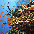Great Barrier Reef © iStock / Getty Images