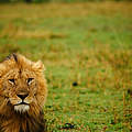 Männlicher Löwe im Gras der Maasai Mara © Greg Armfield / WWF-UK