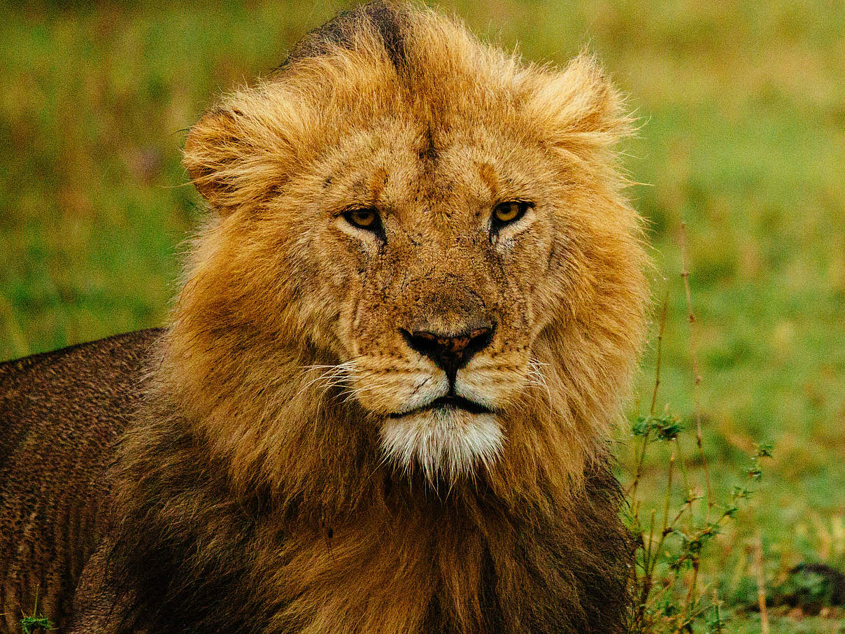 Männlicher Löwe im Gras der Maasai Mara © Greg Armfield / WWF-UK