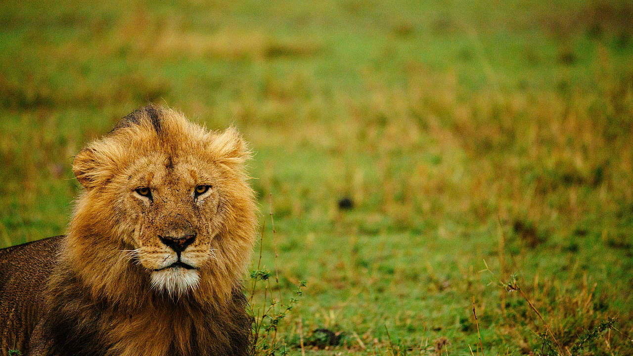 Männlicher Löwe im Gras der Maasai Mara © Greg Armfield / WWF-UK