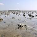 Spuren der Wattwürmer prägen das Wattenmeer © Hans-Ulrich Rösner / WWF