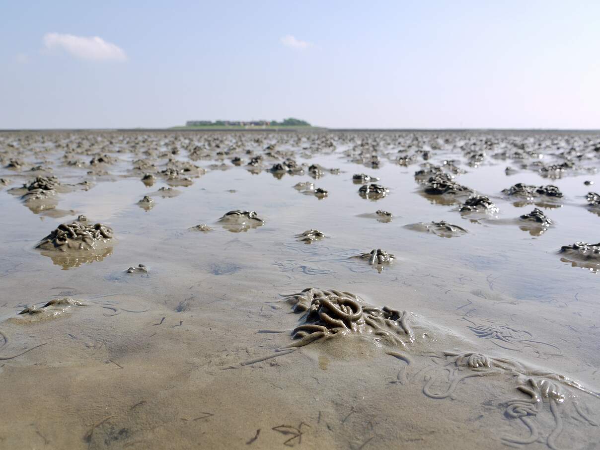 Spuren der Wattwürmer prägen das Wattenmeer © Hans-Ulrich Rösner / WWF