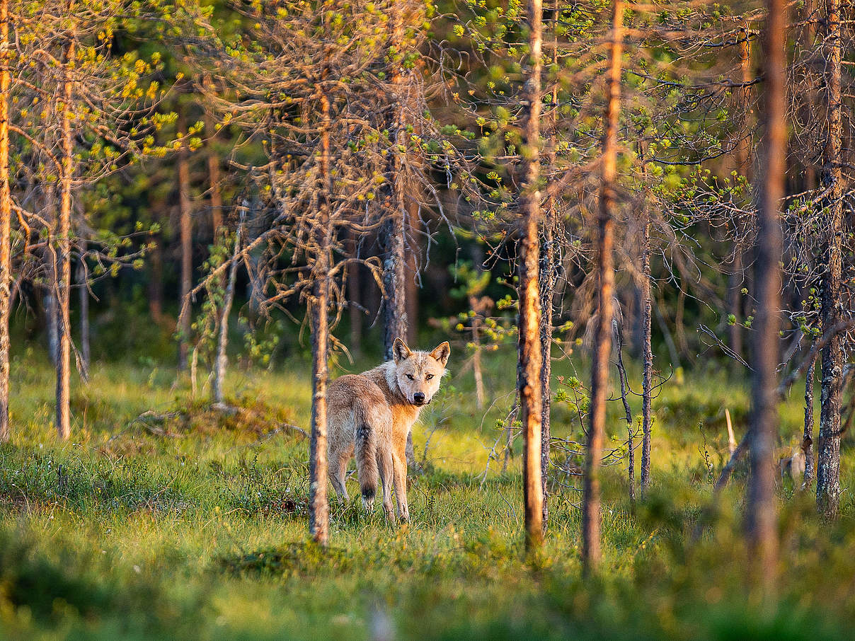 Ein Wolf streift zwischen Kiefern durch den Wald. © Ola Jennersten / WWF-Sweden