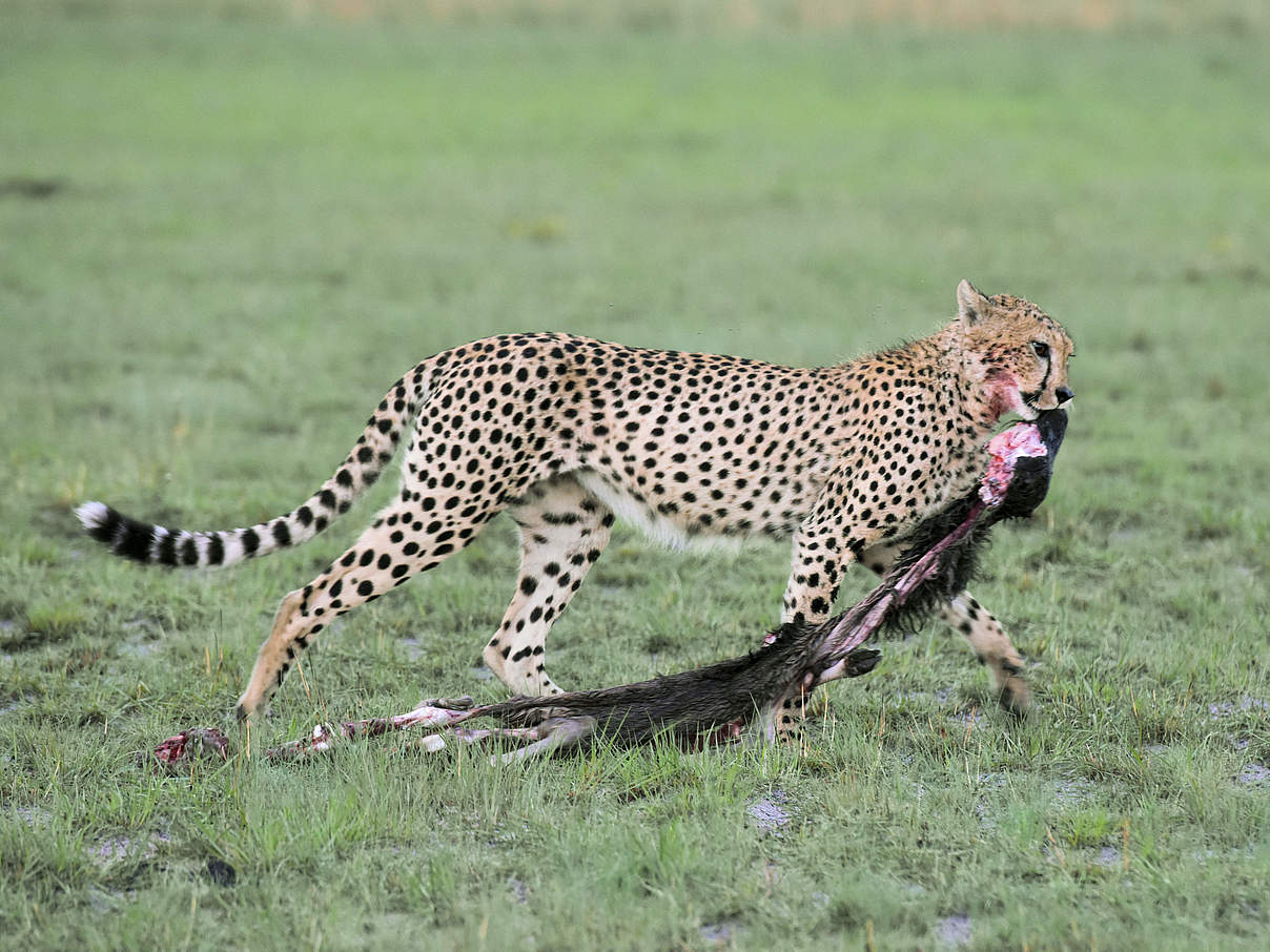 Gepard mit Beute © Christiaan van der Hoeven / WWF-Netherlands