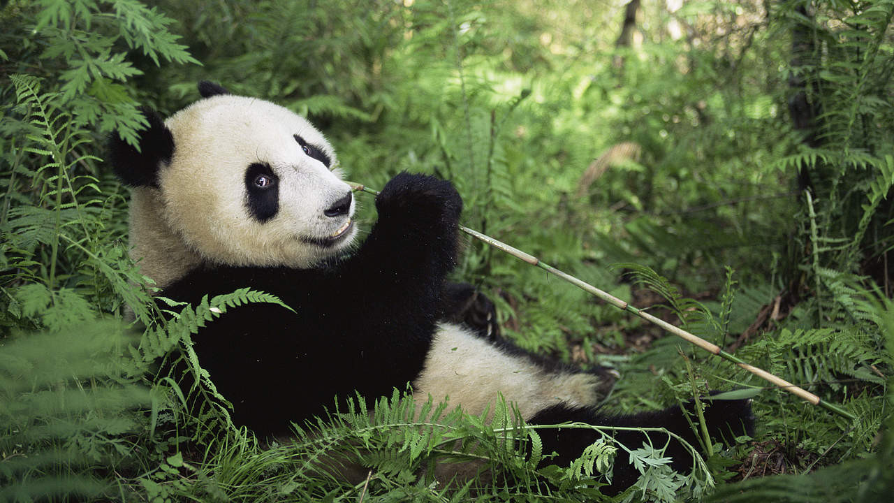 Großer Panda in Sichuan © naturepl.com / Lynn M. Stone / WWF 
