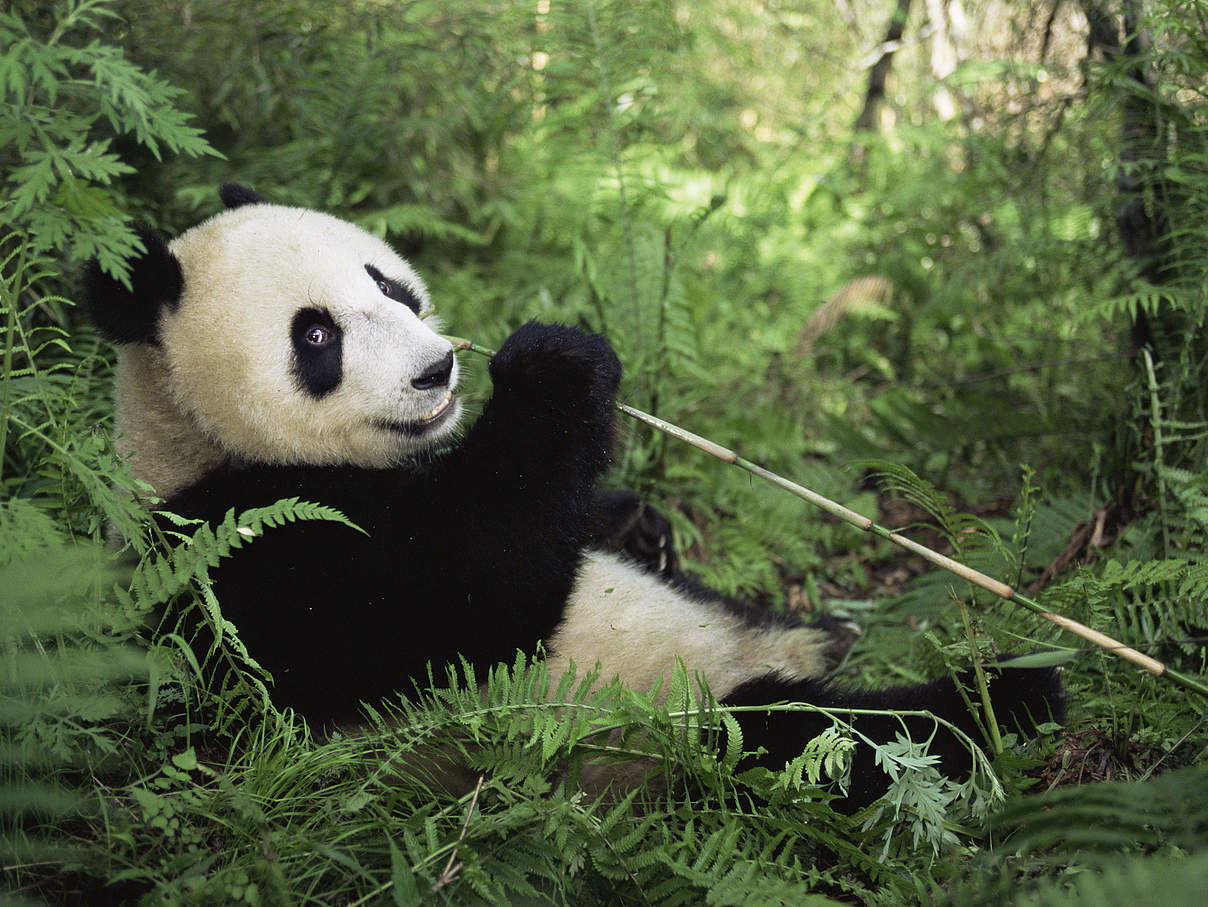 Großer Panda in Sichuan © naturepl.com / Lynn M. Stone / WWF 