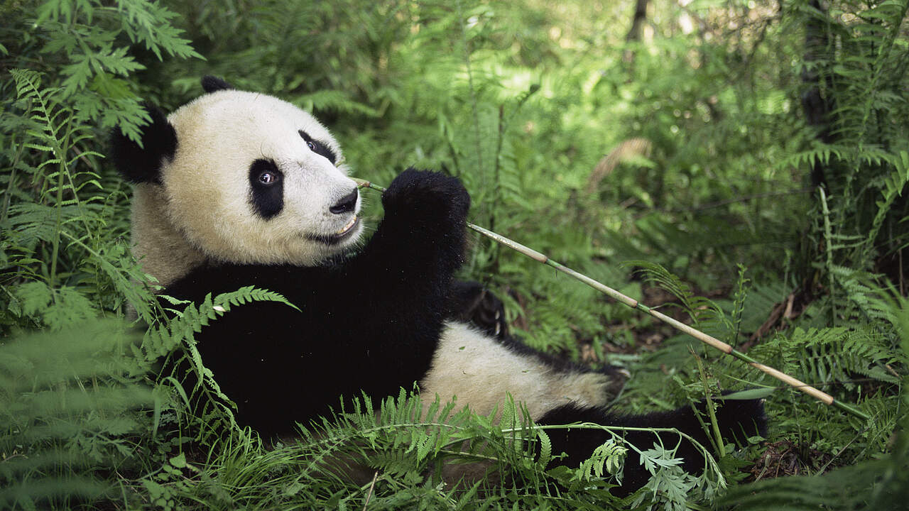 Großer Panda in Sichuan © naturepl.com / Lynn M. Stone / WWF 