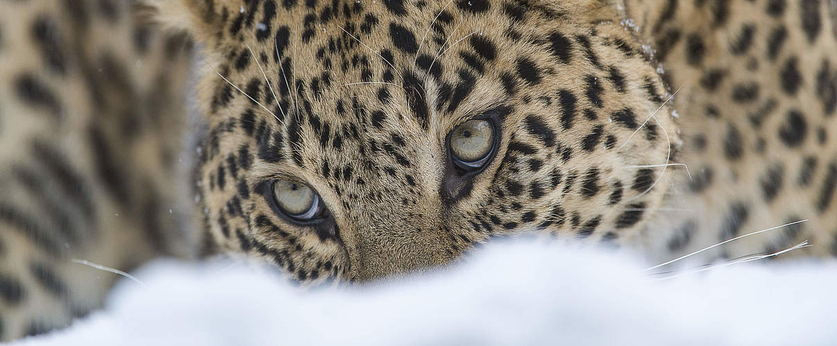 Kaukasus-Leopard im Schnee © Ola Jennersten / WWF Schweden