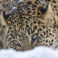 Persischer Leopard im Schnee © Ola Jennersten / WWF Schweden
