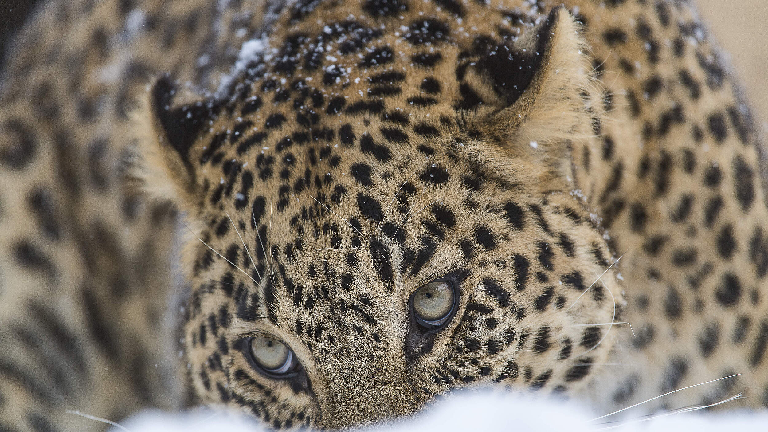 Persischer Leopard im Schnee © Ola Jennersten / WWF Schweden