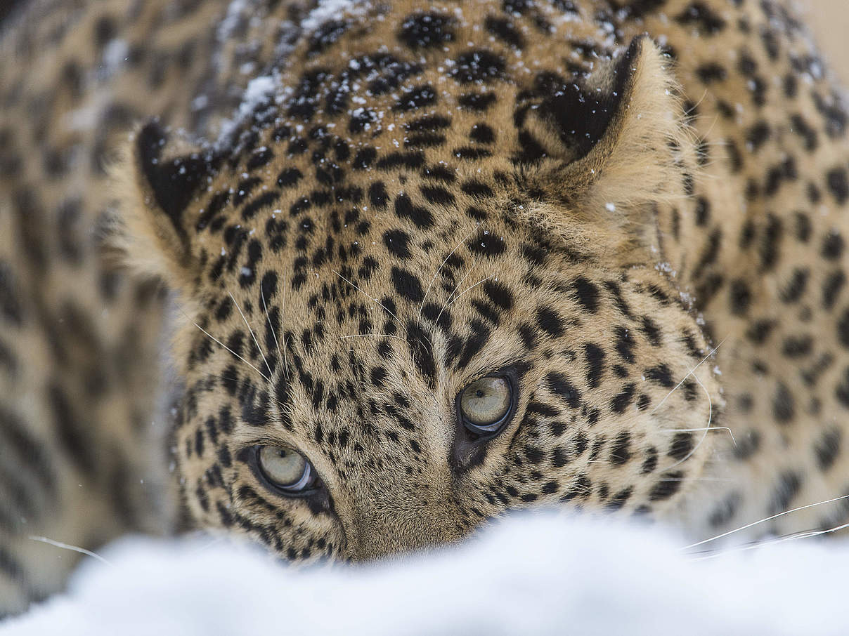 Kaukasus-Leopard im Schnee © Ola Jennersten / WWF Schweden