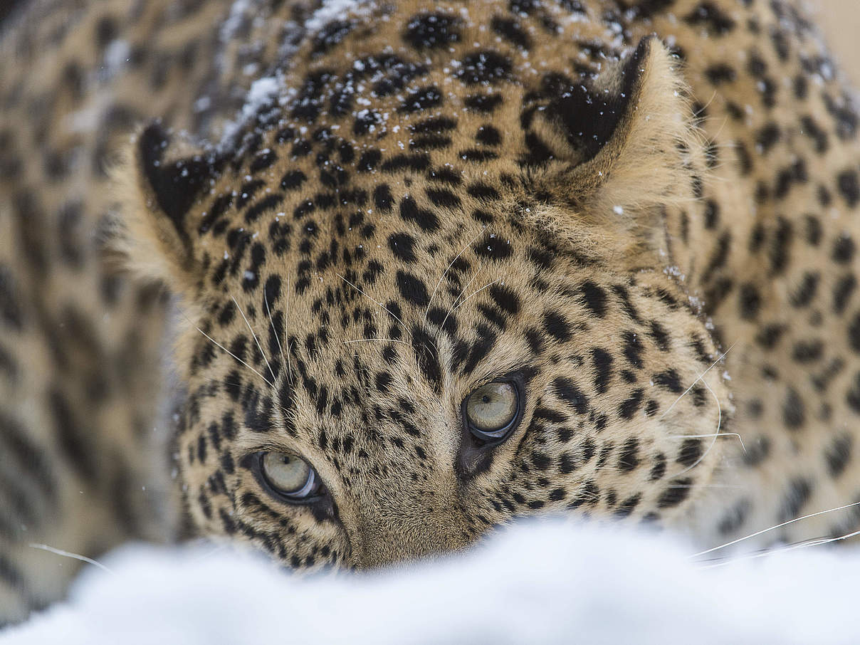 Persischer Leopard im Schnee © Ola Jennersten / WWF Schweden