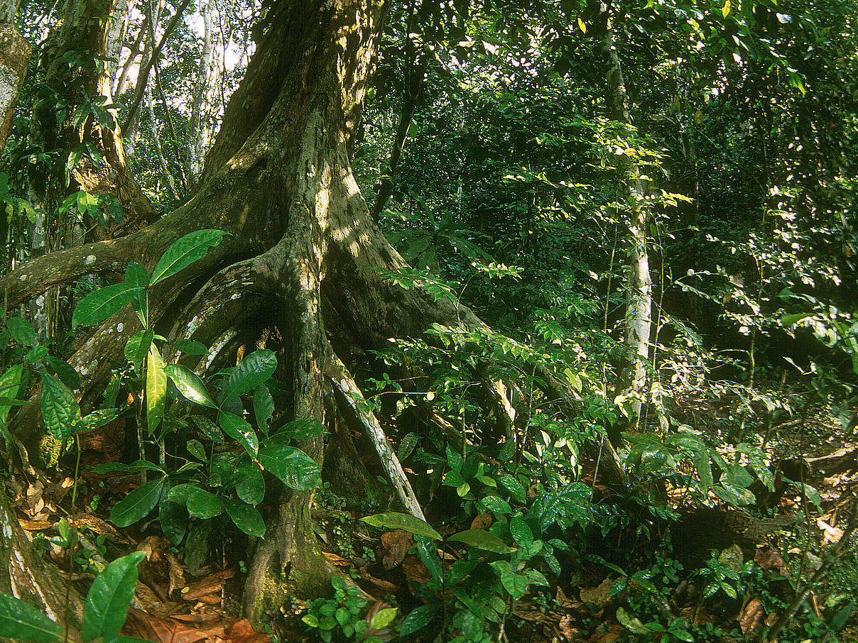 Regenwald Dzanga-Sangha © Sylvia Becker / WWF