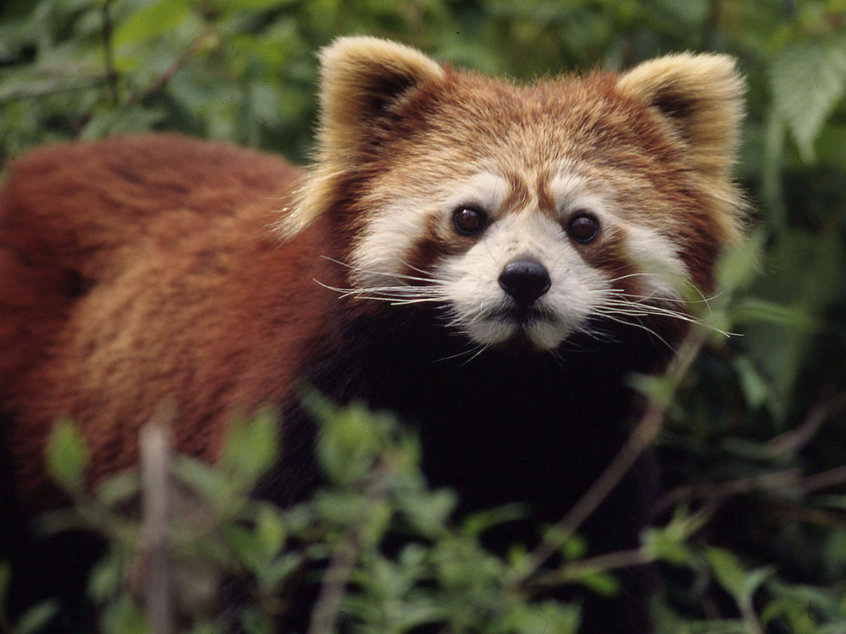 Roter Panda in China © Susan A. Mainka / WWF
