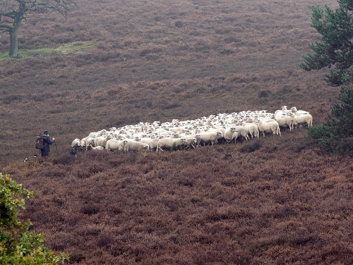 Schafe pflegen die Heide