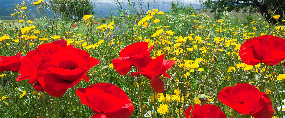 Wildblumen (Mohnblumen) in Spanien © Global Warming Images / WWF