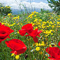 Wildblumen (Mohnblumen) in Spanien © Global Warming Images / WWF