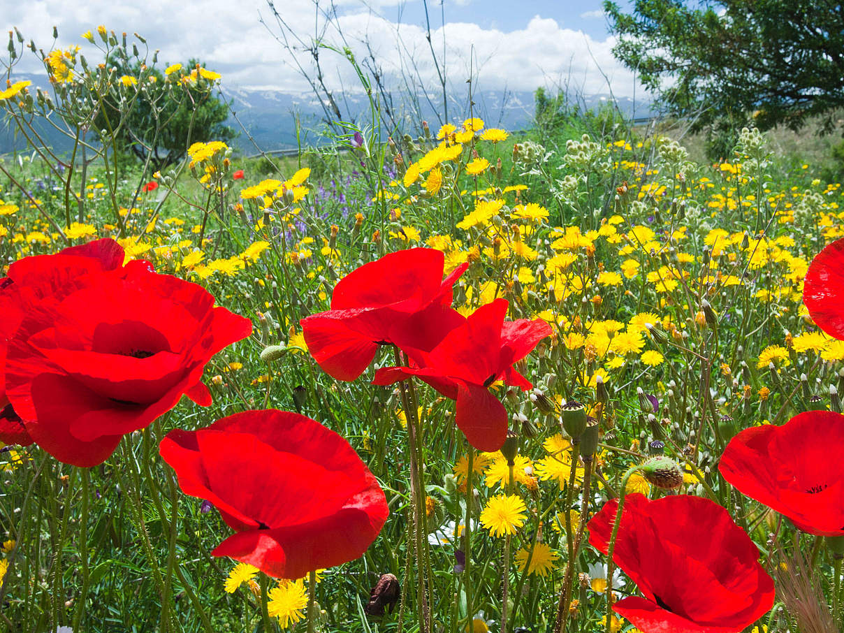 Wildblumen (Mohnblumen) in Spanien © Global Warming Images / WWF
