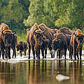 Eine Gruppe von Wisenten überquert einen Fluss. © JMrocek / iStock / Getty Images
