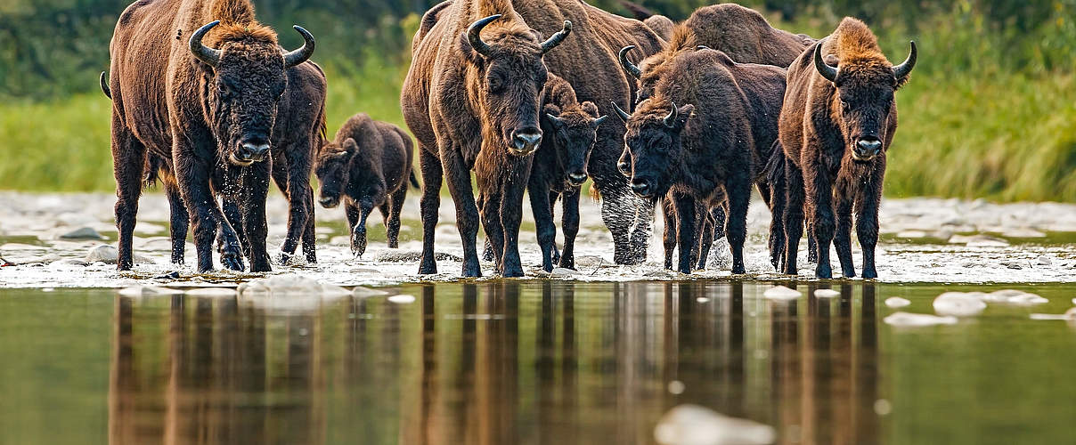 Eine Gruppe von Wisenten überquert einen Fluss. © JMrocek / iStock / Getty Images