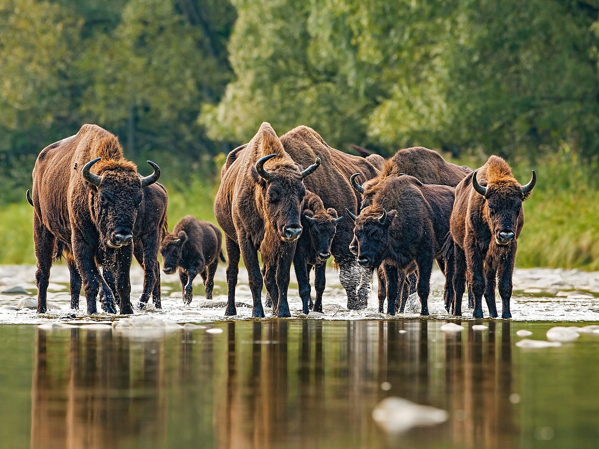 Eine Gruppe von Wisenten überquert einen Fluss. © JMrocek / iStock / Getty Images