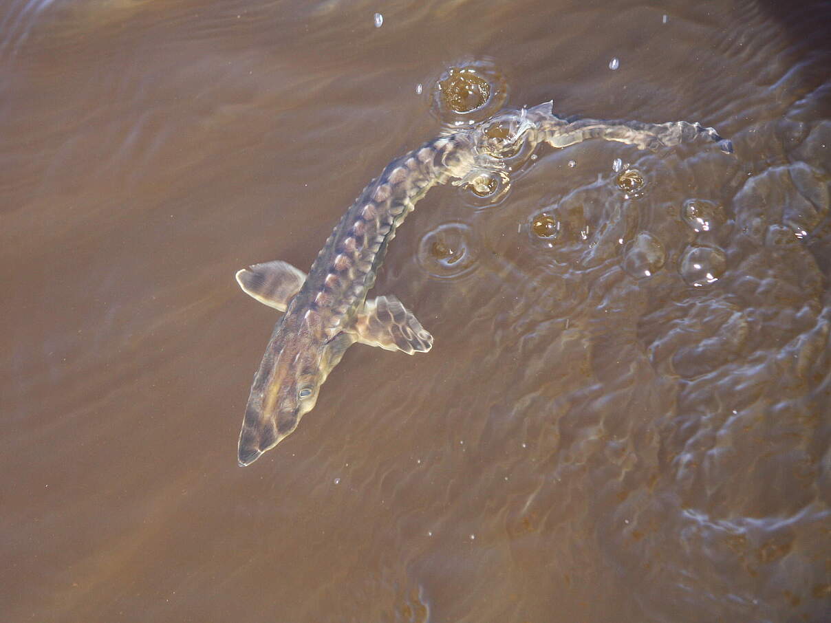 Europäischer Stoer © Katrin Wollny-Goerke
