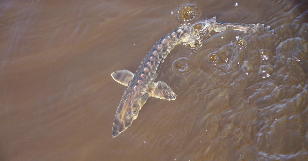 Wiederansiedlung der Störe an Elbe und Oder | WWF