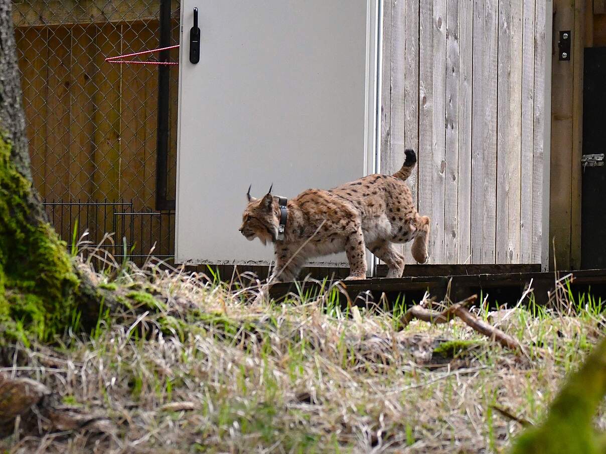 Luchs Gabriel Auswilderung Thüringen