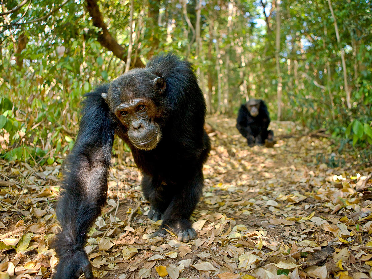 Schimpansen © naturepl.com / Andy Rouse / WWF