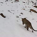 Dreibeiniger Leopard von hinten an verschneitem Hang, Kamerafallenaufnahme