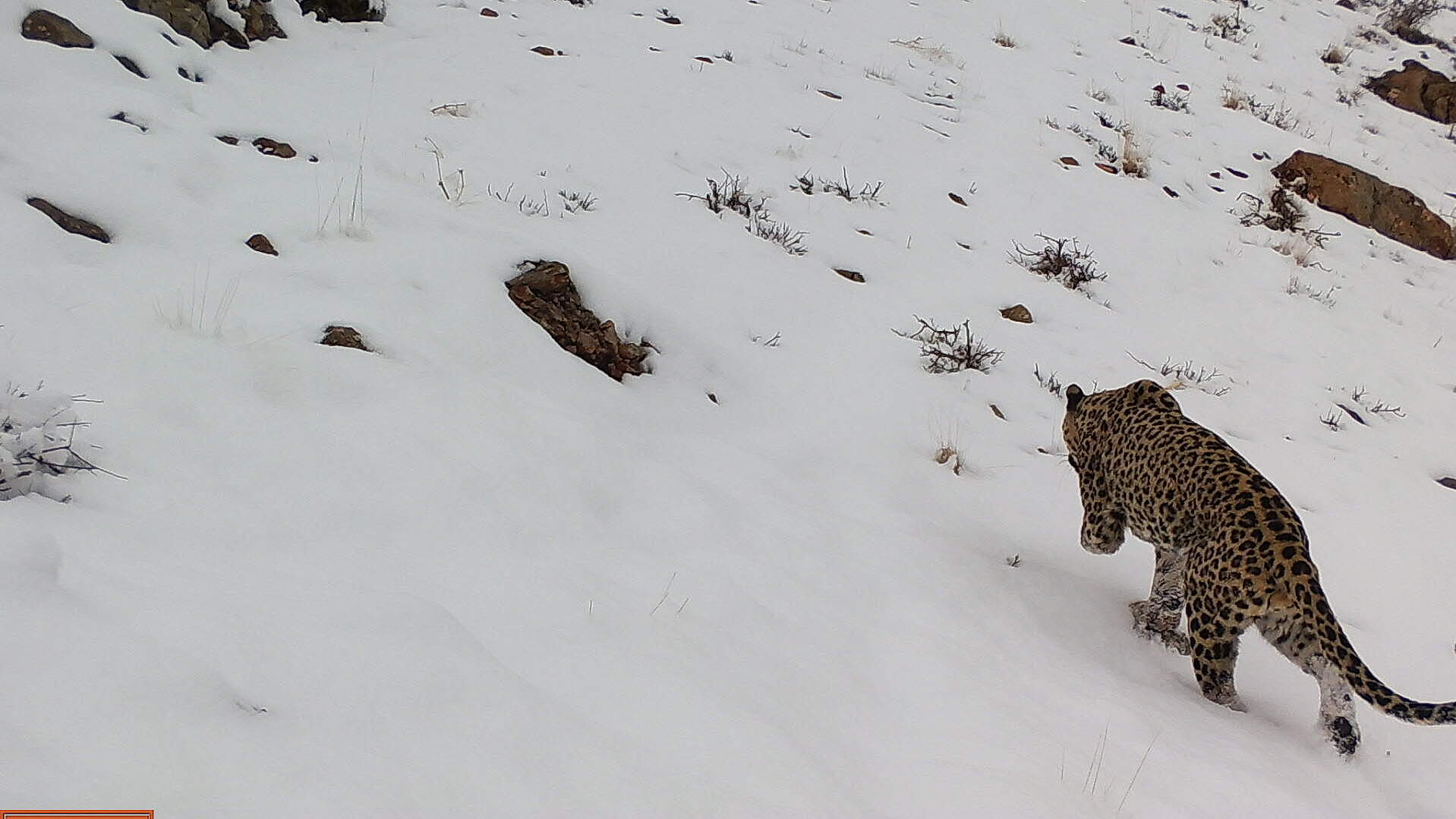 Dreibeiniger Leopard von hinten an verschneitem Hang, Kamerafallenaufnahme