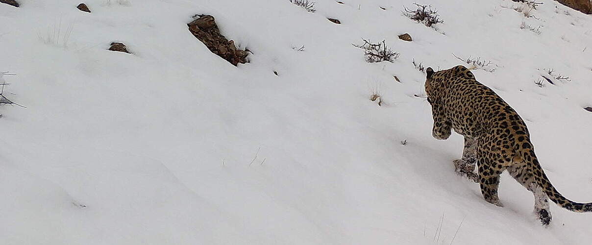 Dreibeiniger Leopard von hinten an verschneitem Hang, Kamerafallenaufnahme