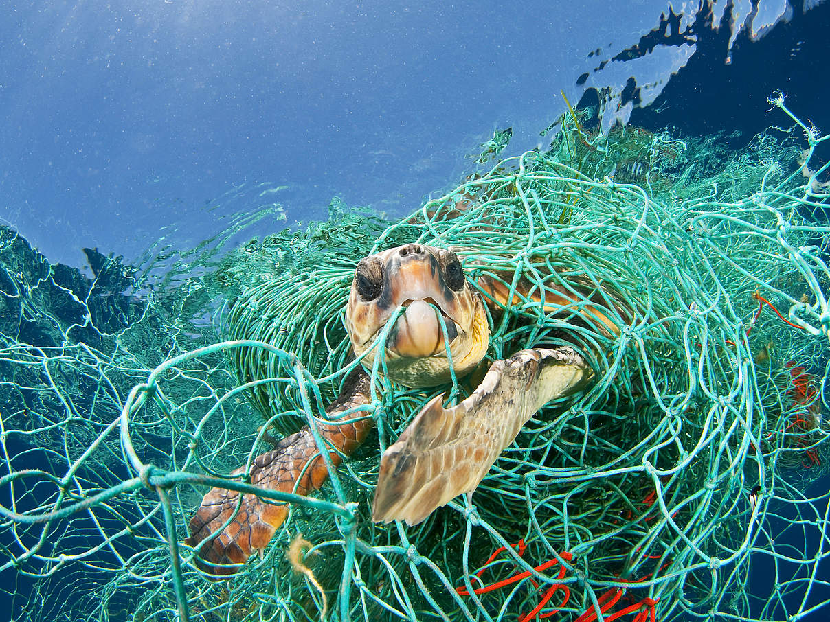 Schildkröte gefangen im Mittelmeer © Jordi Chias / WWF