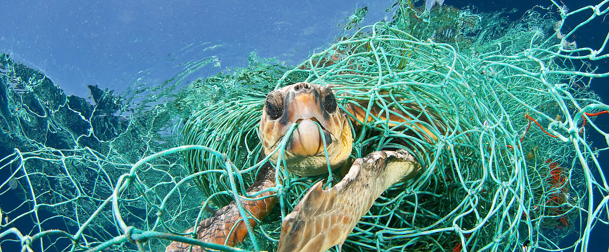 Schildkröte gefangen im Mittelmeer © Jordi Chias / WWF