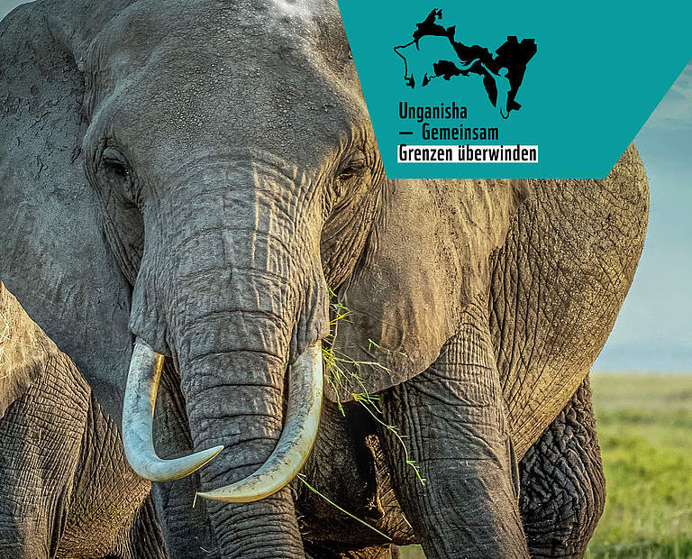 Elefantenherde in Tansania © iStock / Getty / MOIZ HUSEIN
