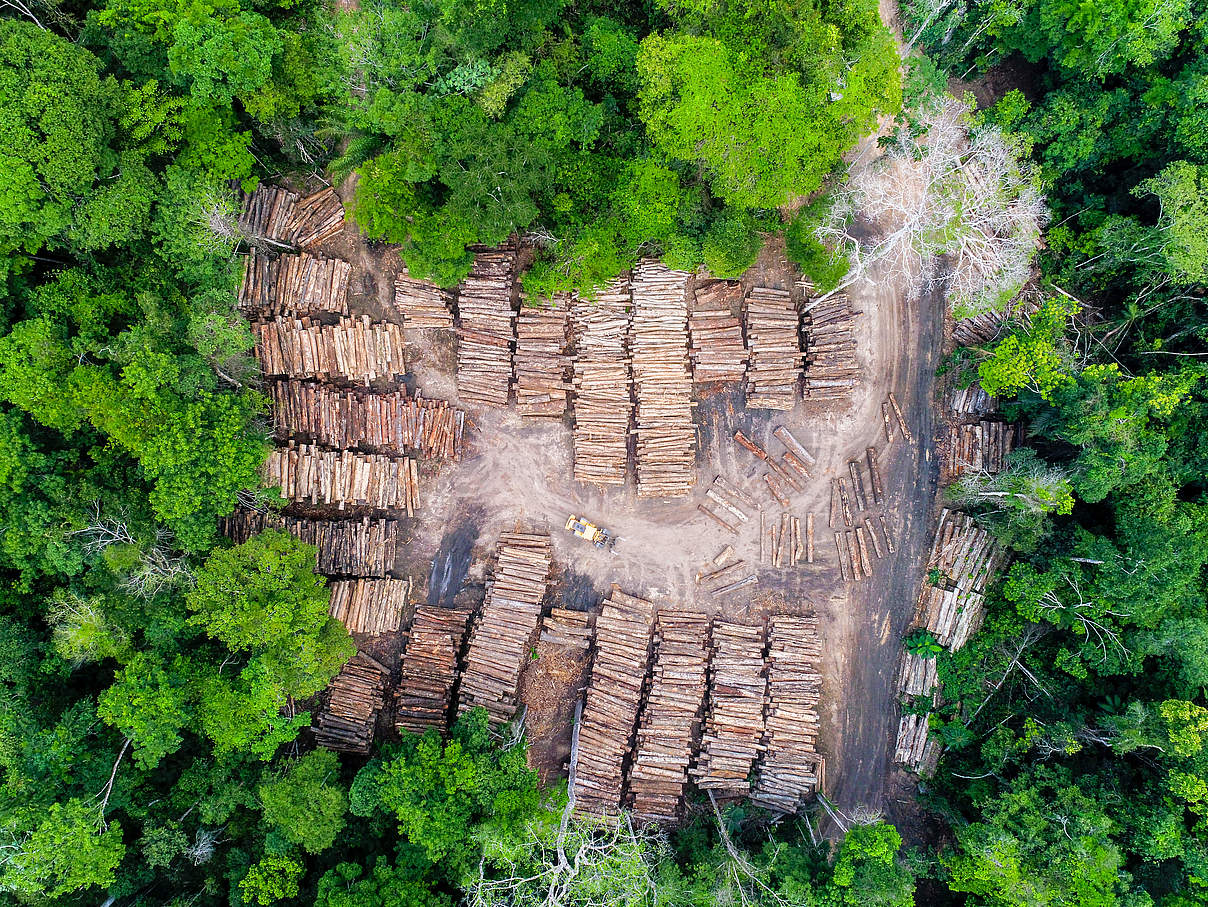 Holzlager im brasilianischen Regenwald. © GettyImages / istock / Tarcisio-Schnaider