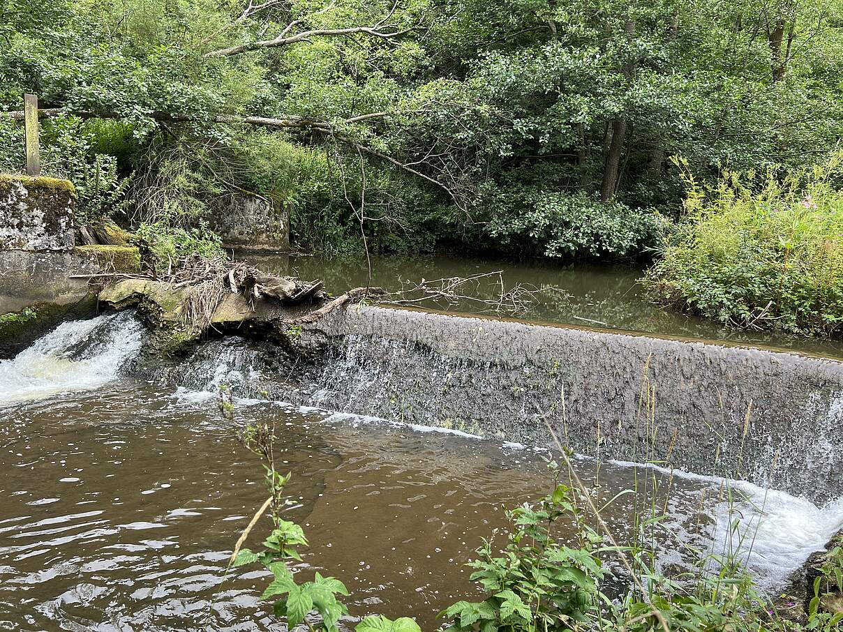 Wehr an der Pegnitz © Ruben van Treeck / WWF