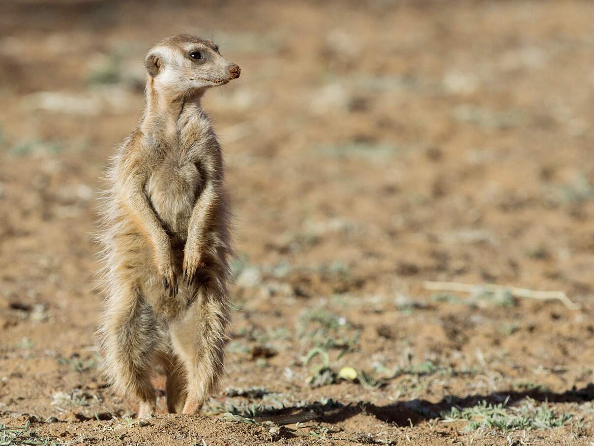 Erdmännchen steht auf Hinterbeinen
