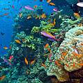 Great Barrier Reef © Shutterstock / Debra James / WWF