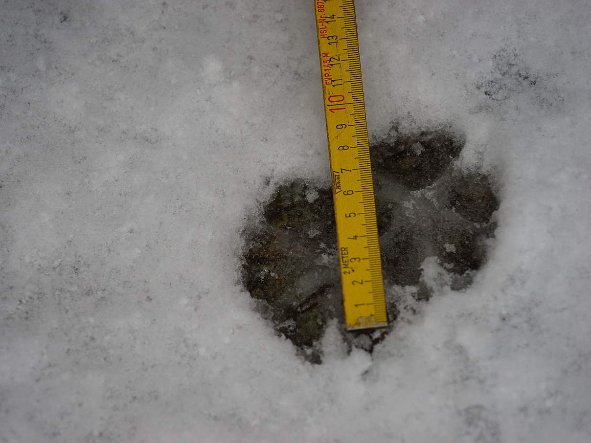Fuchsspur im Schnee © Robert Günther / WWF