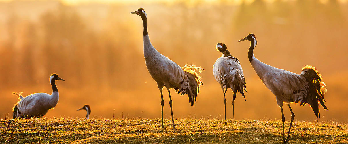 Kraniche in der Morgensonne © iStock / GettyImages