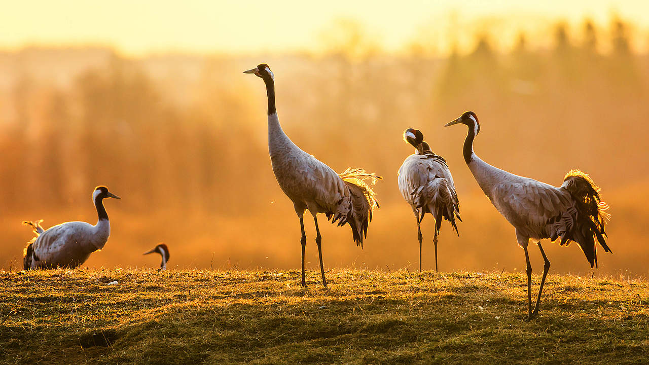 Kraniche in der Morgensonne © iStock / GettyImages