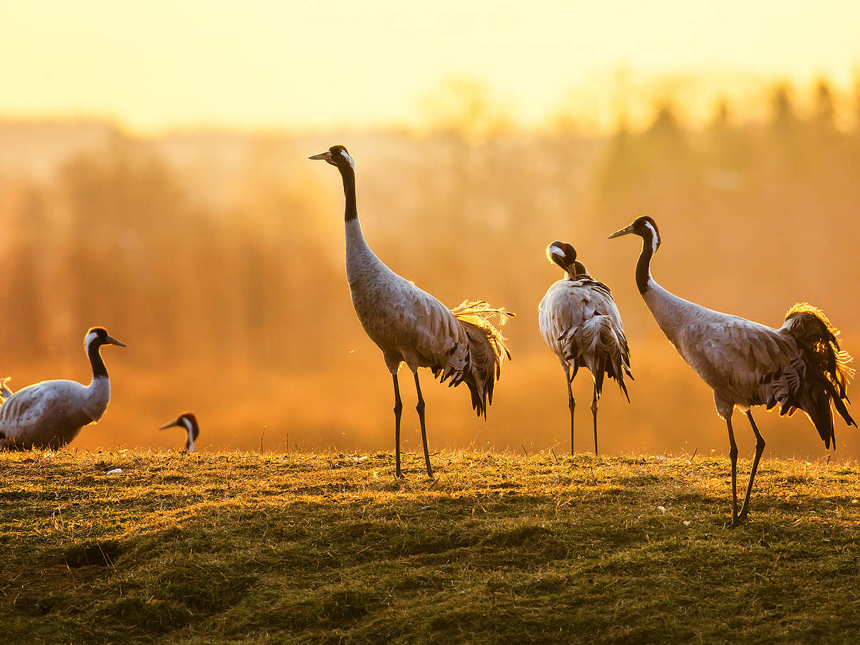 Kraniche in der Morgensonne © iStock / GettyImages