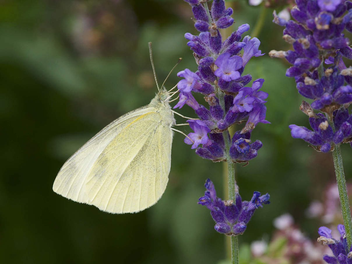 Lavendel und Kohlweißling © Ola Jennersten / WWF-Sweden 