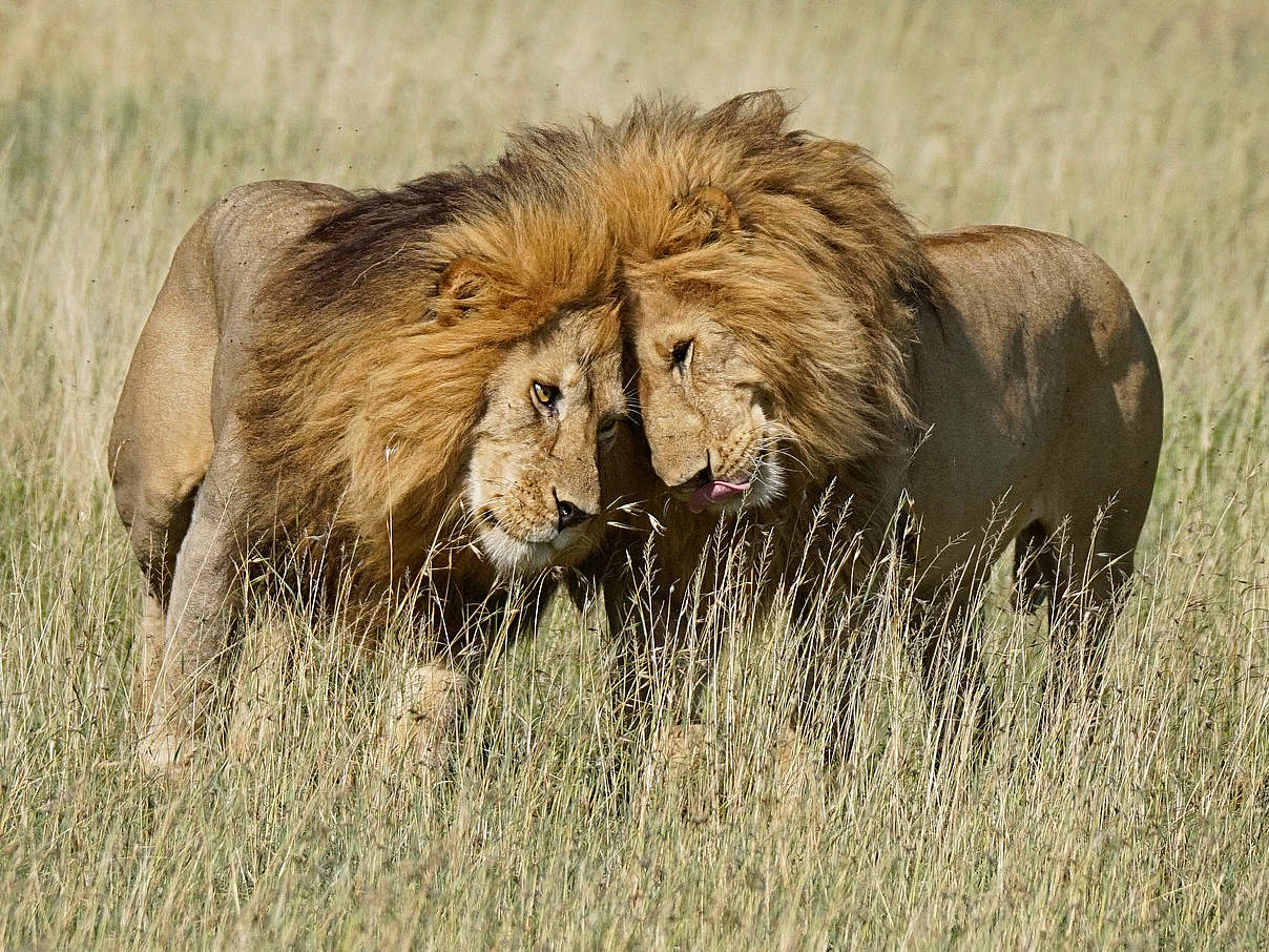 Zwei männliche Löwen © Randy Feuerstein