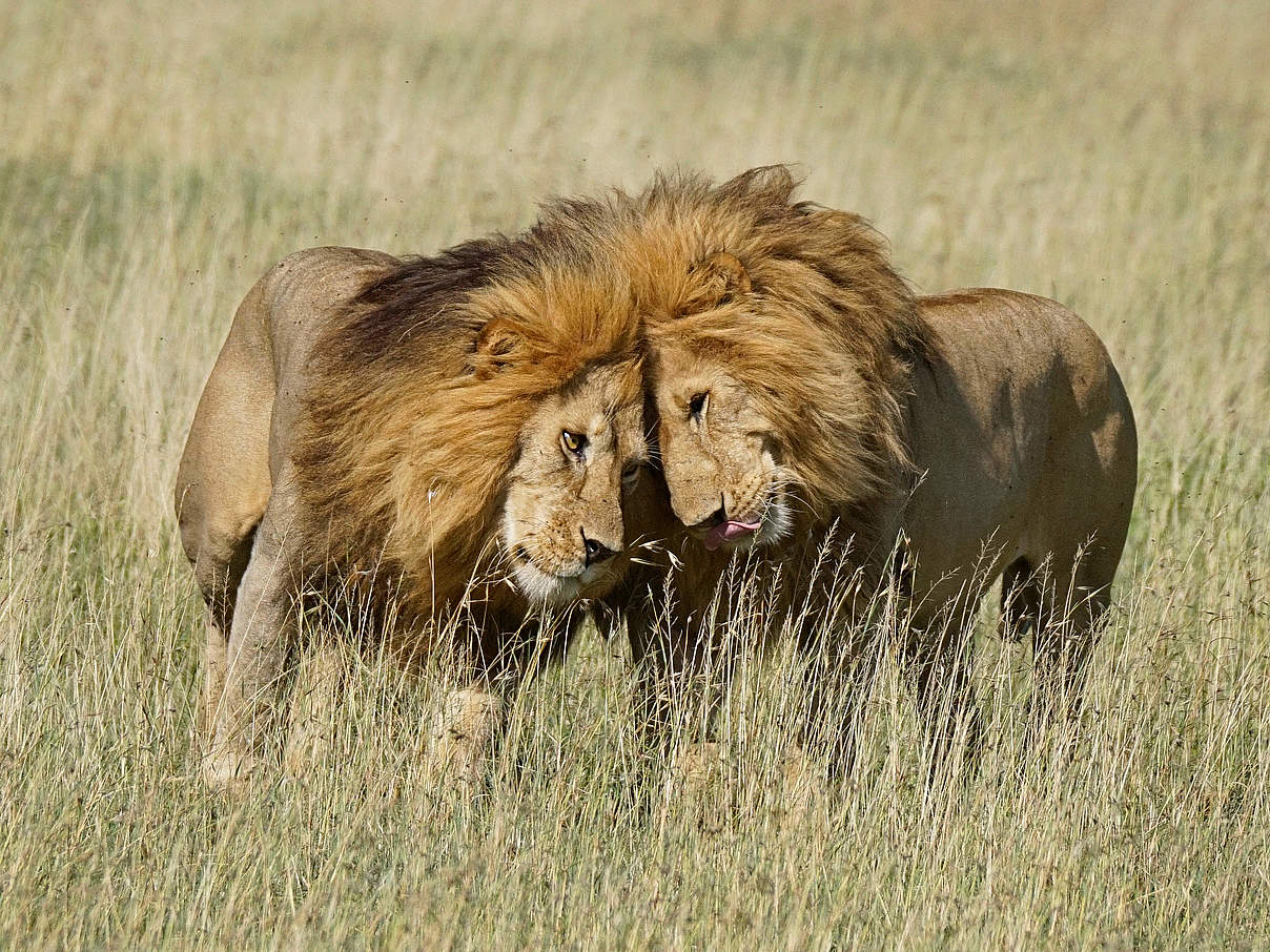Zwei männliche Löwen © Randy Feuerstein