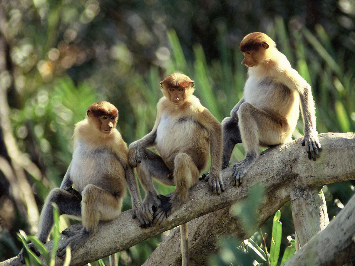 Nasenaffen in Sabah / Malaysia © Alain Compost / WWF