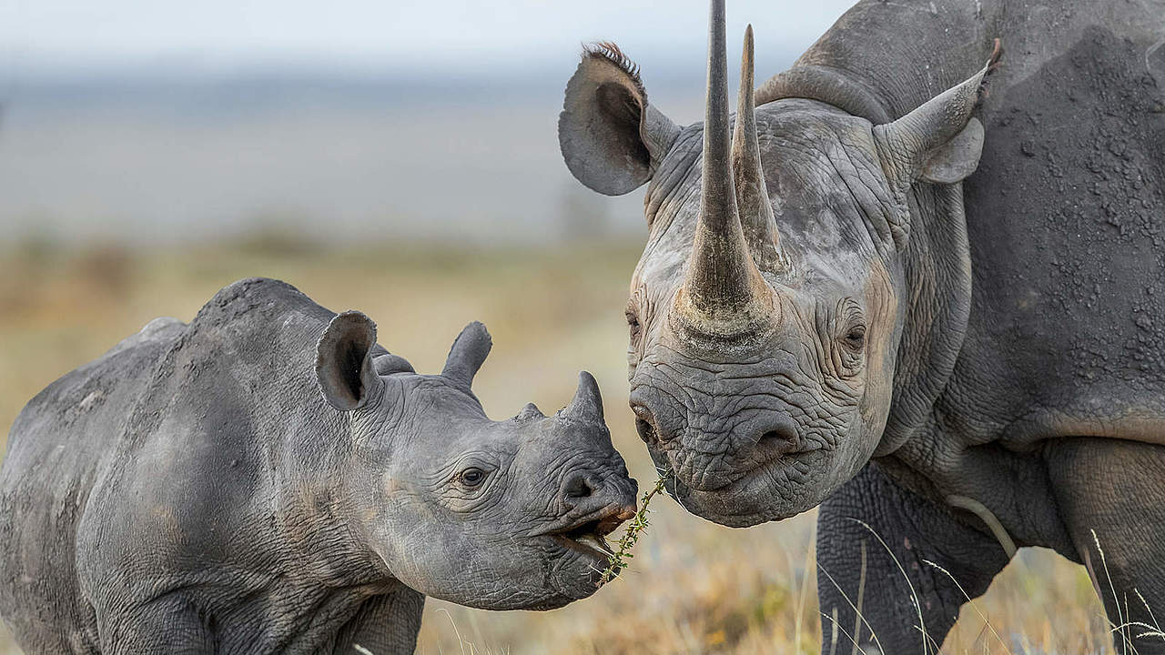 Nashörner © naturepl.com / Will Burrard-Lucas / WWF