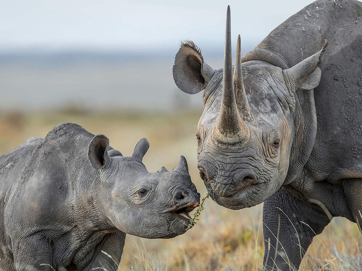 Nashörner © naturepl.com / Will Burrard-Lucas / WWF