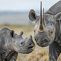 Nashörner © naturepl.com / Will Burrard-Lucas / WWF